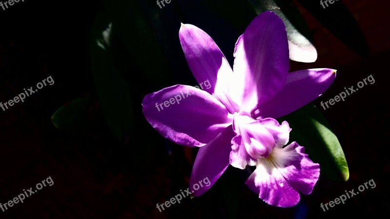 Orchid Flower Nature Blossom Floral