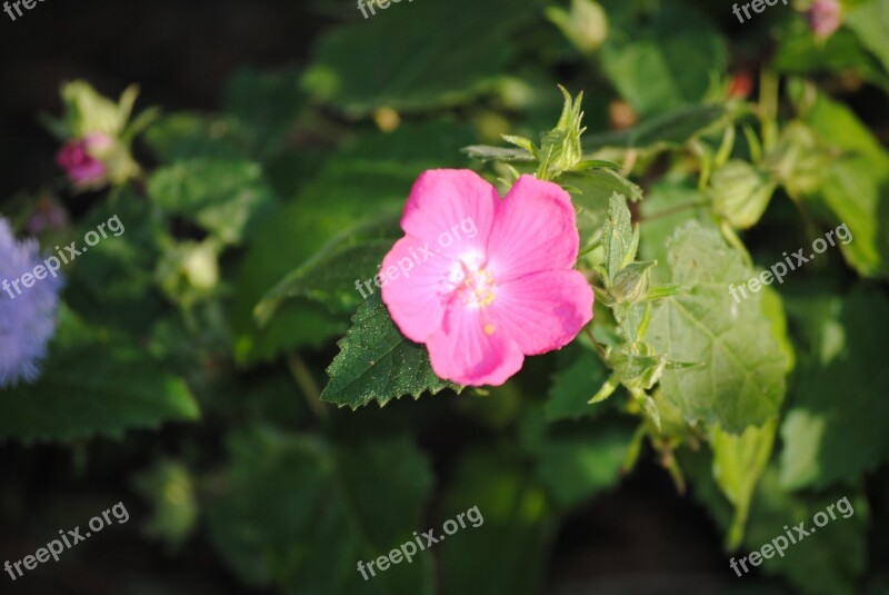 Flower Pink Nature Natural Floral