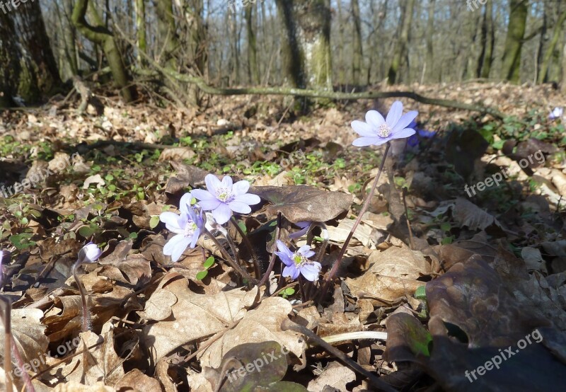 Forest Spring Forest Flower Nature Ground