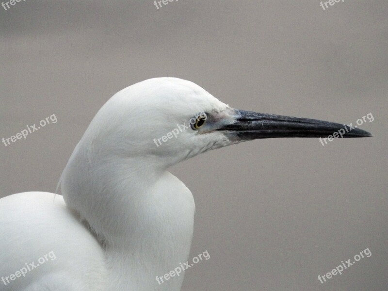 White 鷺 Egretta Garzetta Small White 鷺 White 鷺 鷥 Bai Ling 鷥