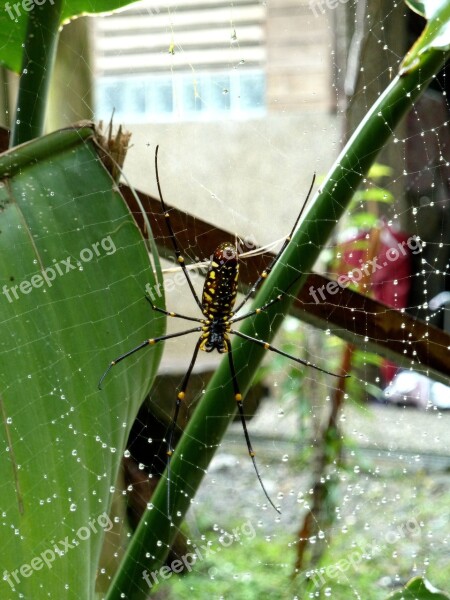 Spider Spider Hex Spider Web Quentin Chong Free Photos