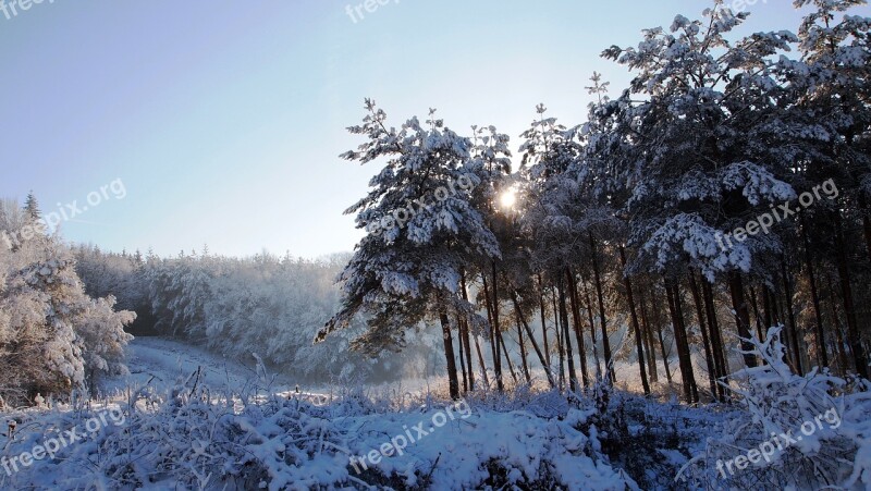 Forests Coniferous Trees Winter Snow Sun