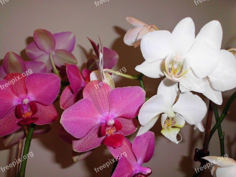 Pink White Orchid Flowers White Flower