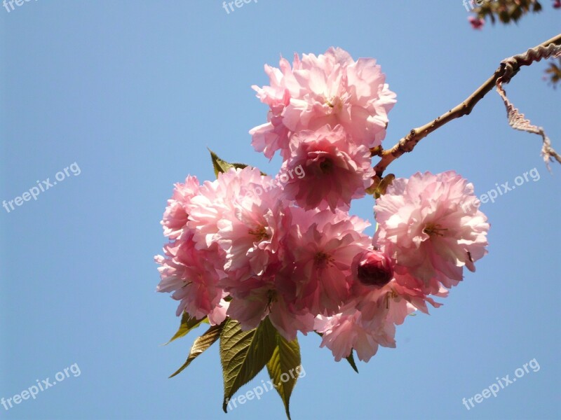 Flower Spring Spring Flowers Pink Nature