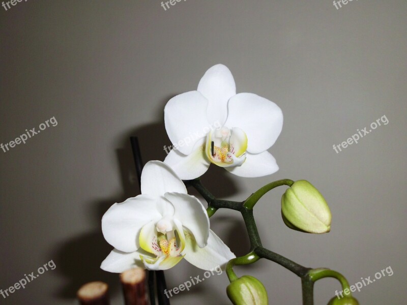 Orchid White Flower Free Photos