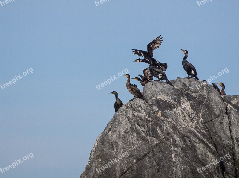 Splices Birds Norway Lofoten The Importance