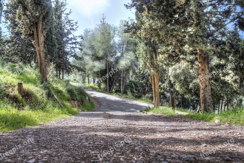 Forest Trees Nature Wood Landscape