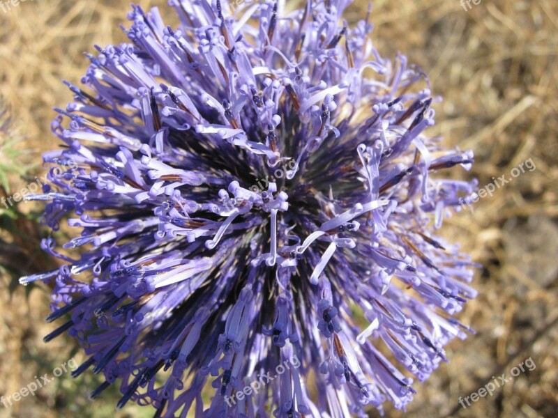 Purple Nature Day Macro Blossom