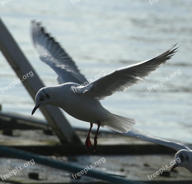 Black Headed Gull Bird Chroicocephalus Ridibundus Gulls Water Bird