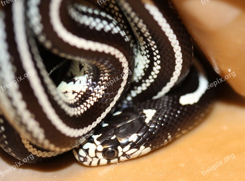 Chain Natter Lampropeltis Getula Natter Snake Black And White Striped