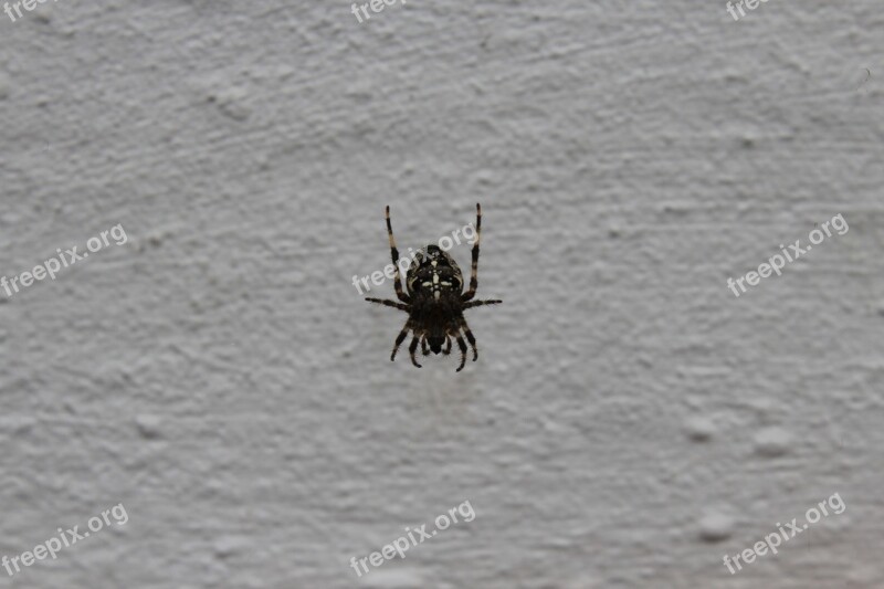 Araneus Cobweb Spider True Orb Weaver Arachnid