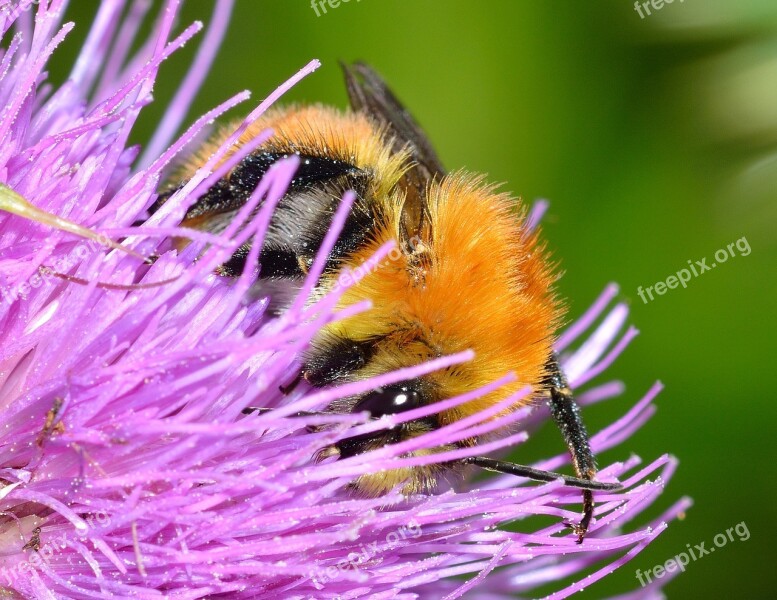 Insects Bee Bombus Free Photos