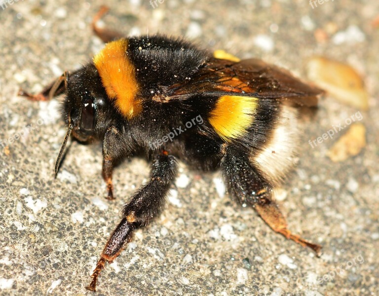 Insects Bee Bombus Terrestris Free Photos