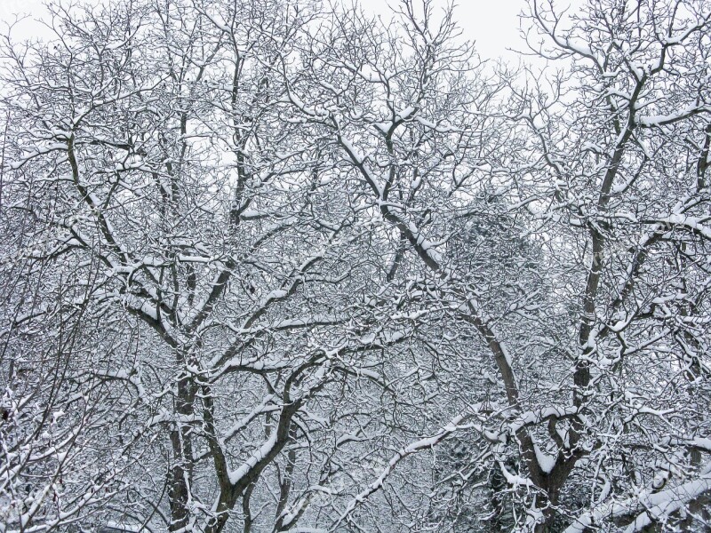 Winter Snow Tree Frost Snowy