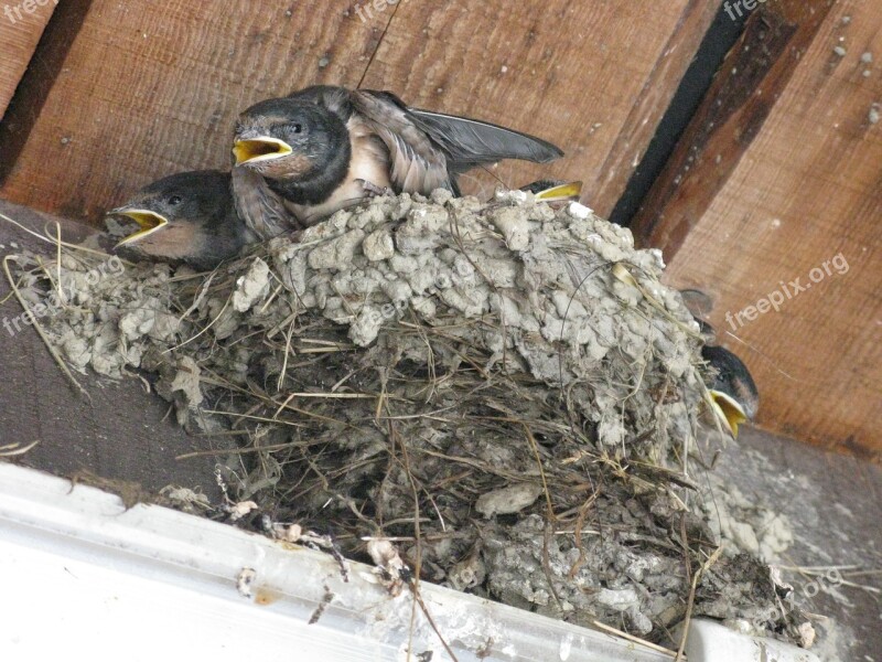 Nest Bird Beak Swallow Cub