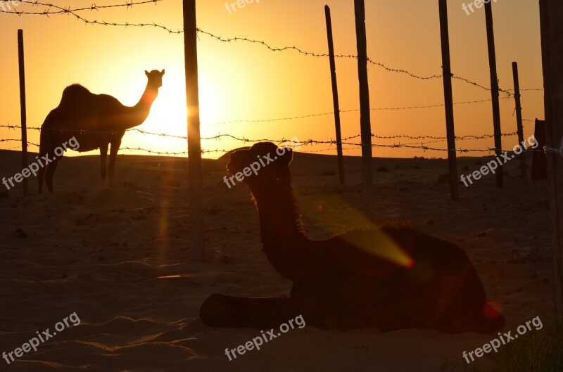 Sunset Desert Abu Dhabi Camels Free Photos