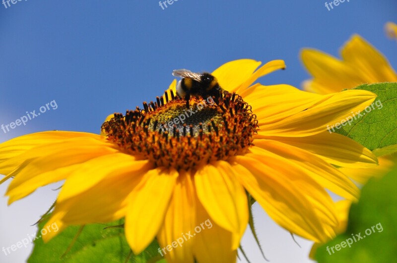 Nature Insects Sunflower Bittern Flower