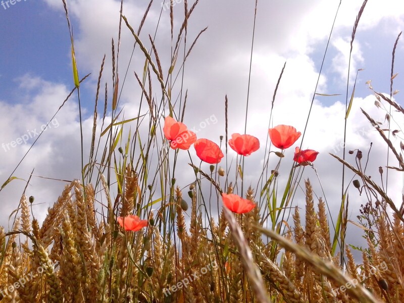 Poppies Meadow Nature Spring Free Photos