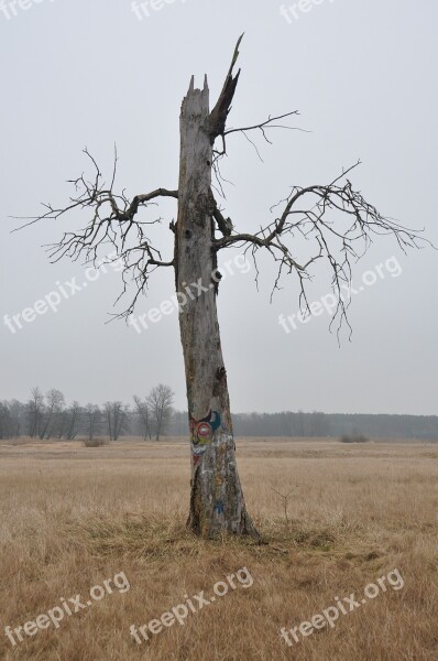 Tree Nature The Fear Loneliness The Phantom