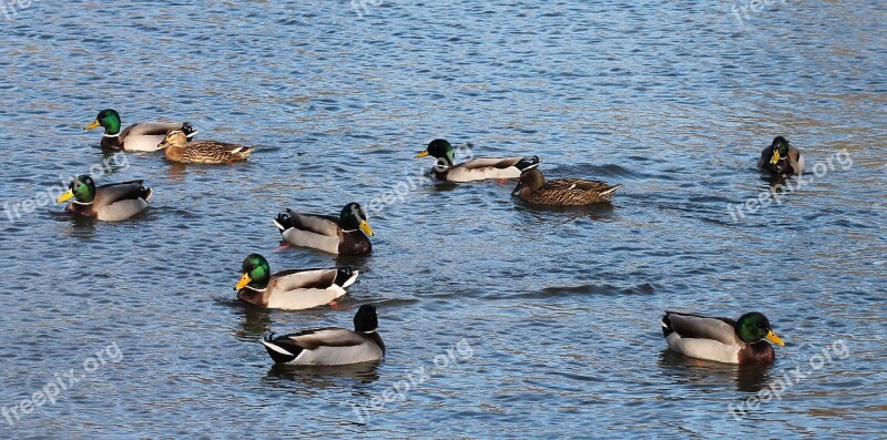 Ducks And Water Lake Birds