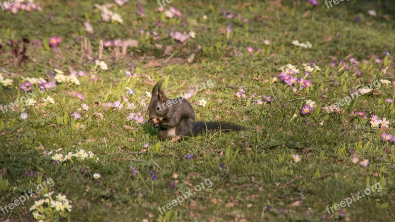 Squirrel Spring Eat Animal World Free Photos