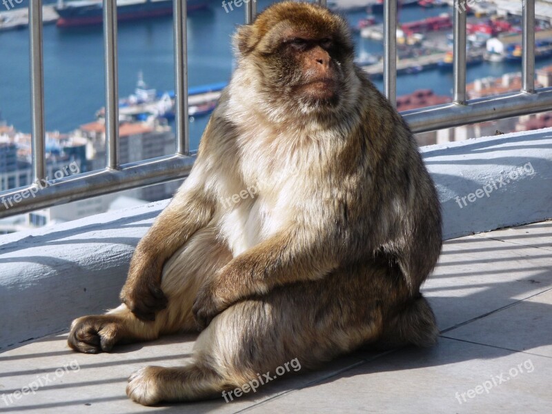 Macaque Makakhane Monkey Aphane Rock Of Gibraltar