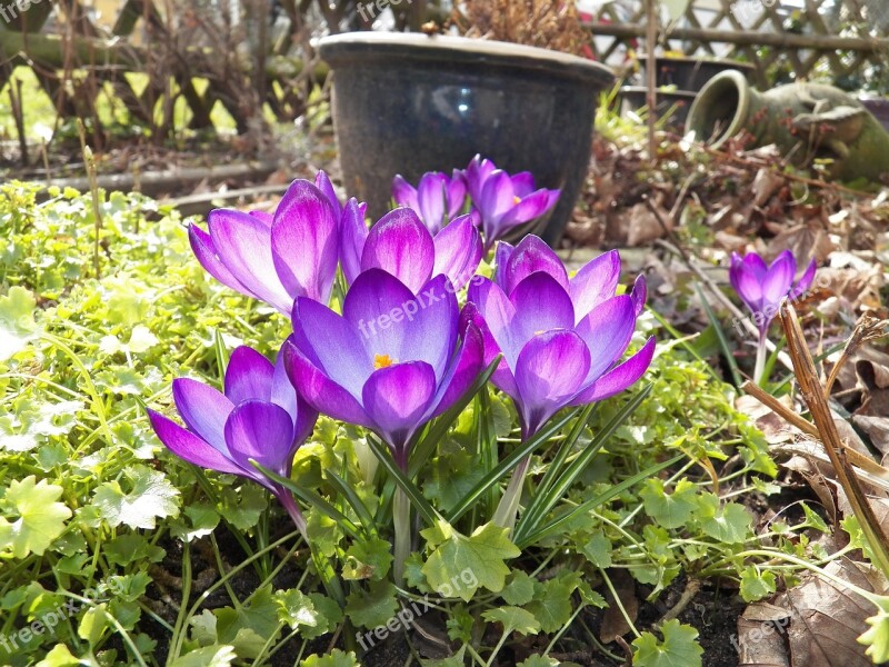 Frühlingsanfang Crocus Garden Purple Close Up