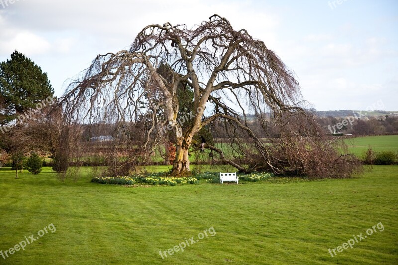 Tree Ireland Nature Europe Sky