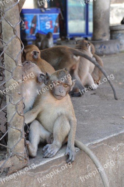 The Monkey Thailand Animal Free Photos