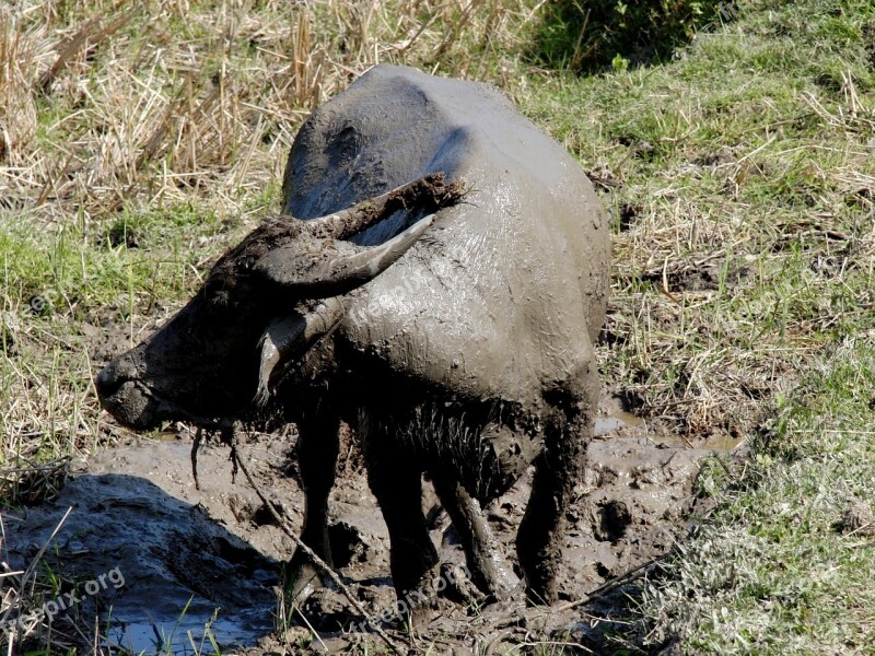 Water Buffalo Animal Buffalo Asia Cambodia