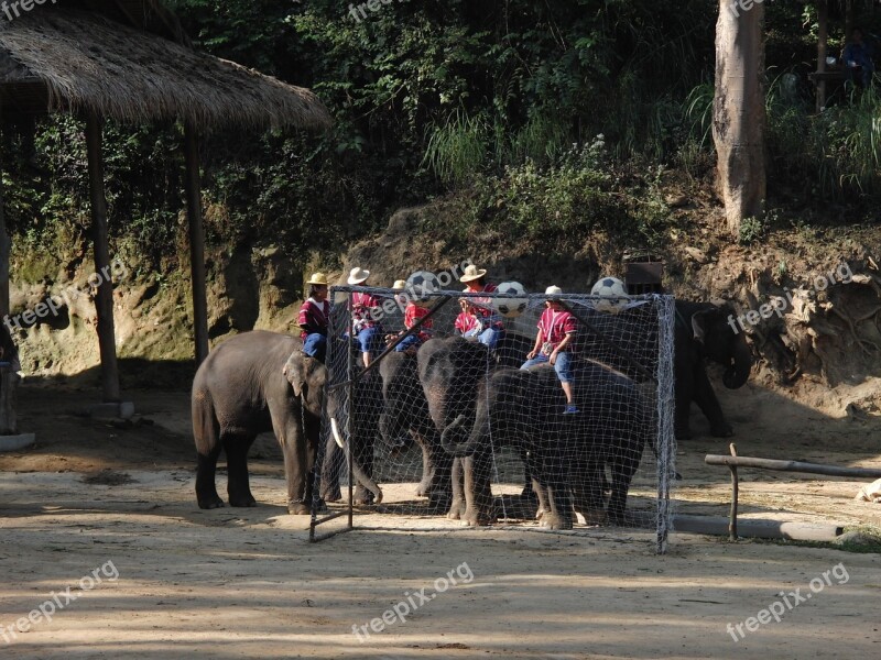 Elephant Tropics Football Football Team Elephant Soccer