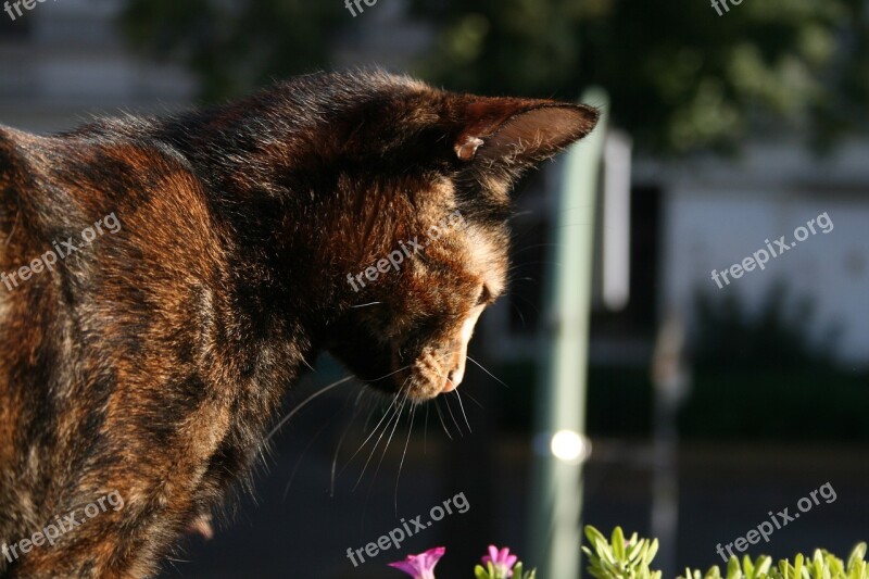 Cat Sun Domestic Cat Mackerel Pet