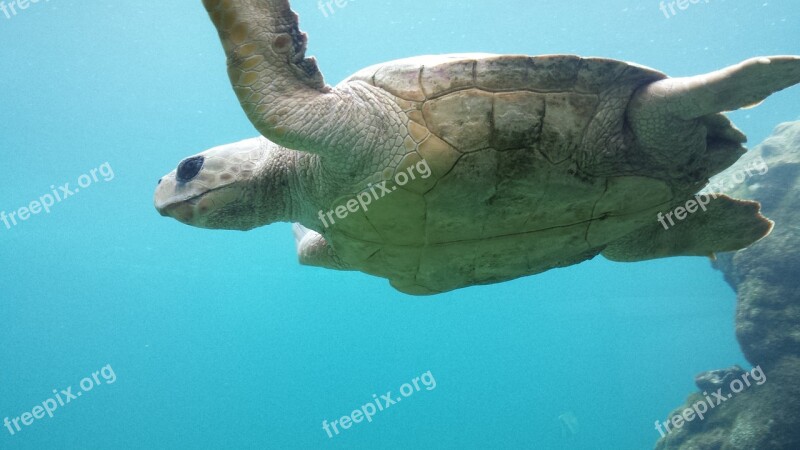 Turtle Underwater Sea Water Animal