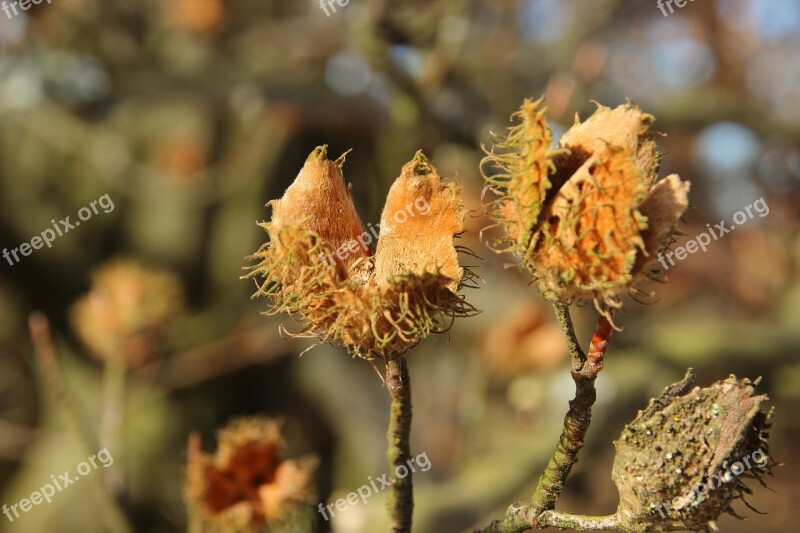 Beech Nuts Beech Fruits Fruit Pods Beechnut