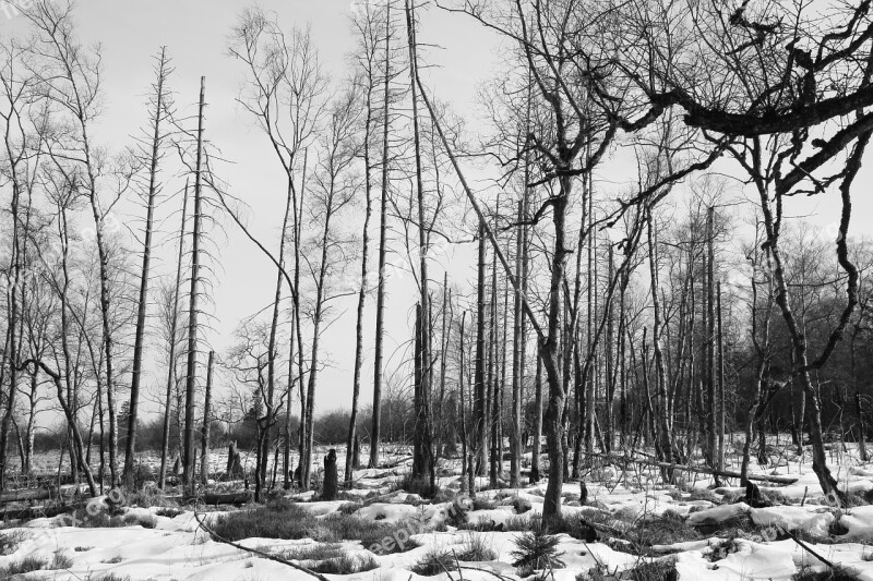 Forest Trees Waldsterben Dead Plant Mood