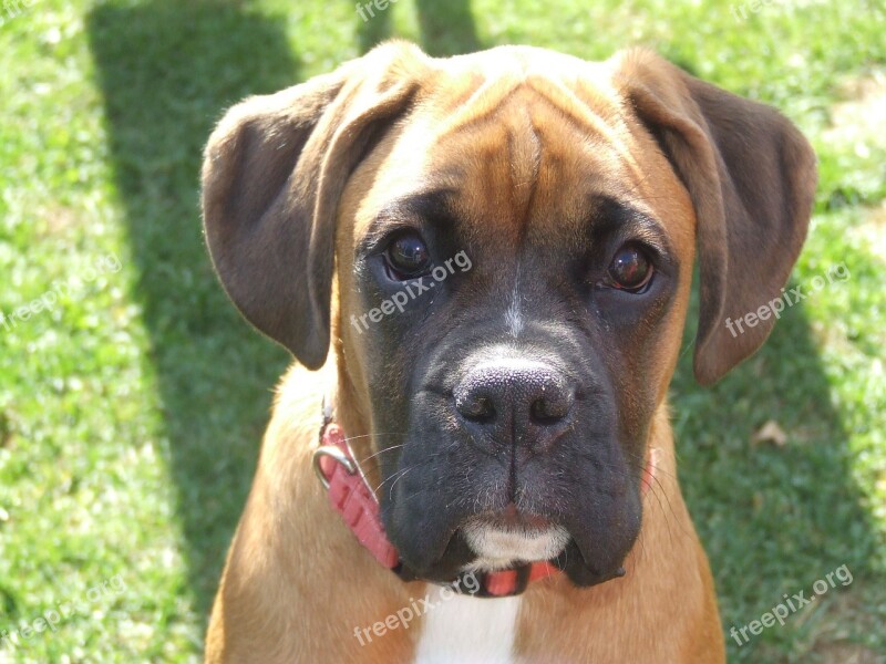 Pet Dog Boxer Free Photos