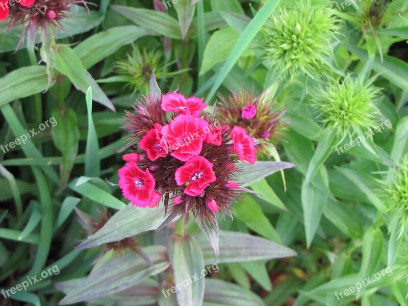 Summer Flowers Cloves Pink Free Photos