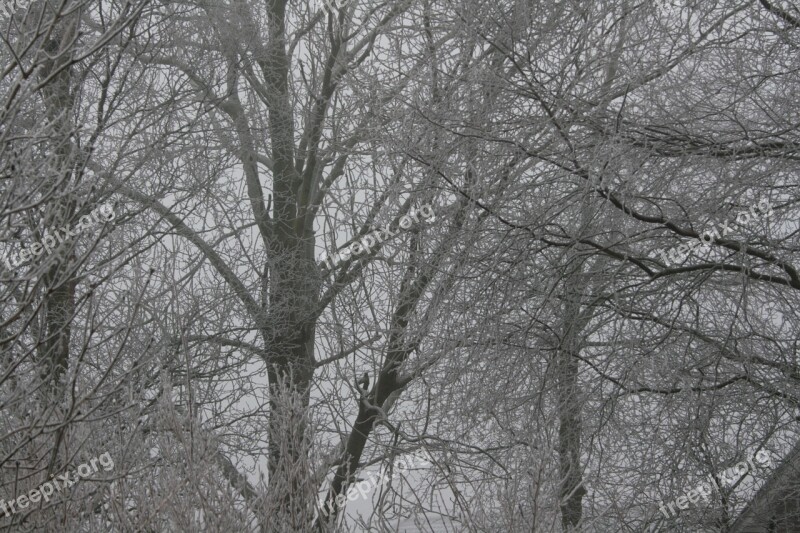 Winter Trees Cold Ice Hoarfrost