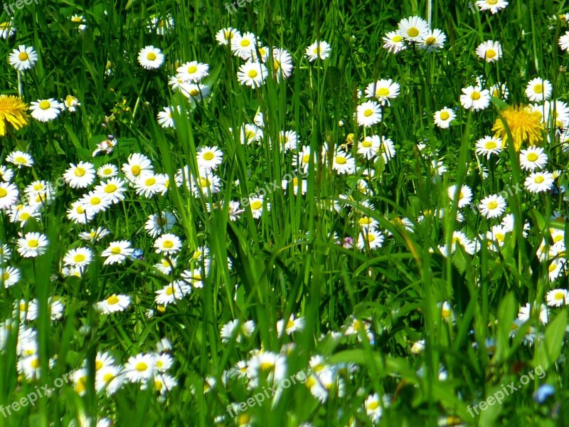 Common Dandelion Daisy Flower Yellow White