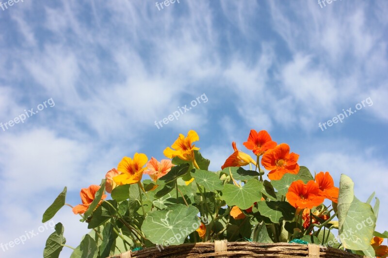 Nasturtium Flower Sky Free Photos