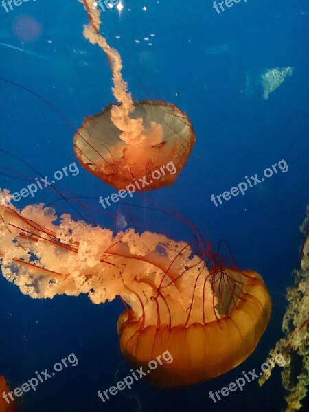 Jellyfish Blue Aquarium Sea Underwater