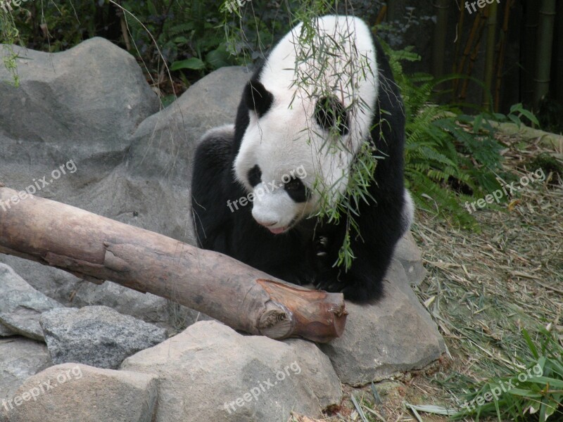 Panda River Safari Singapore Animal Free Photos