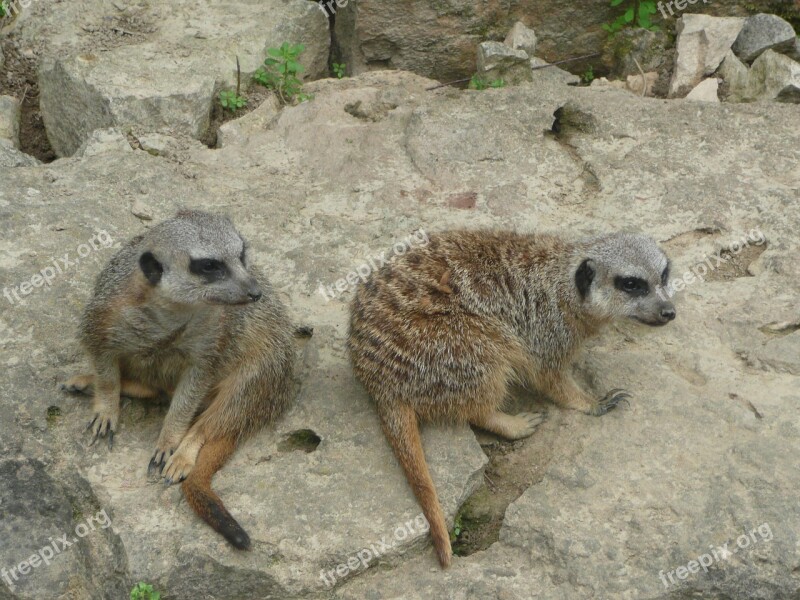 Meerkat Sanfrancisco Domestic Animals Free Photos