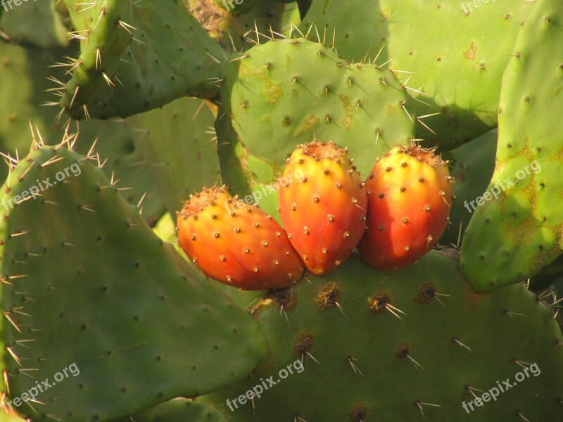 Prickly Pear Cactus Fruit Sardinia Free Photos