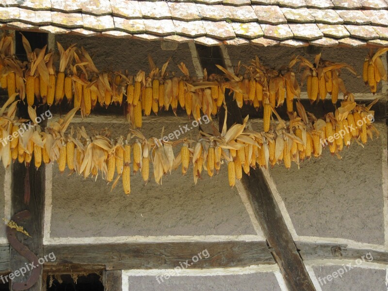 Ungersheim Ecomuseum Truss Corn Harvest Dry Free Photos