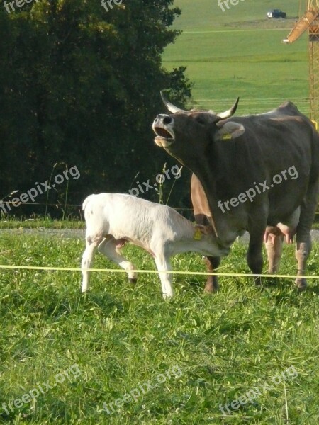 Cow Muhend Calf Pasture Free Photos