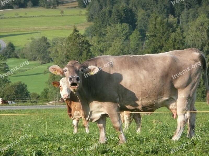 Dairy Cattle Muhend Calf Pasture Free Photos