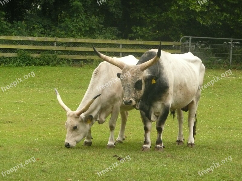 Hungarian Grey Cattle Horns Sanfrancisco Freiburg Domestic Animals