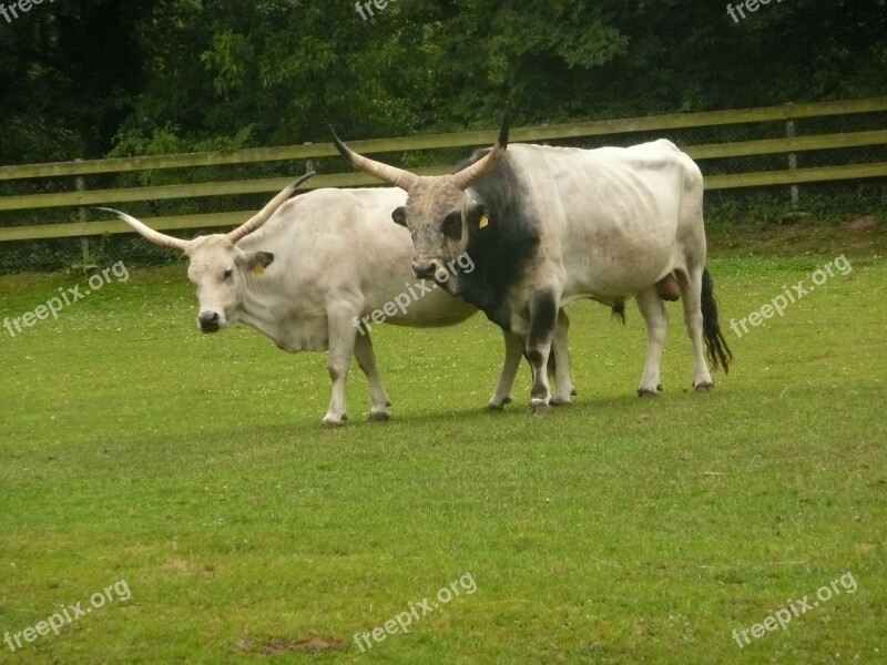 Hungarian Grey Cattle Horns Sanfrancisco Freiburg Domestic Animals