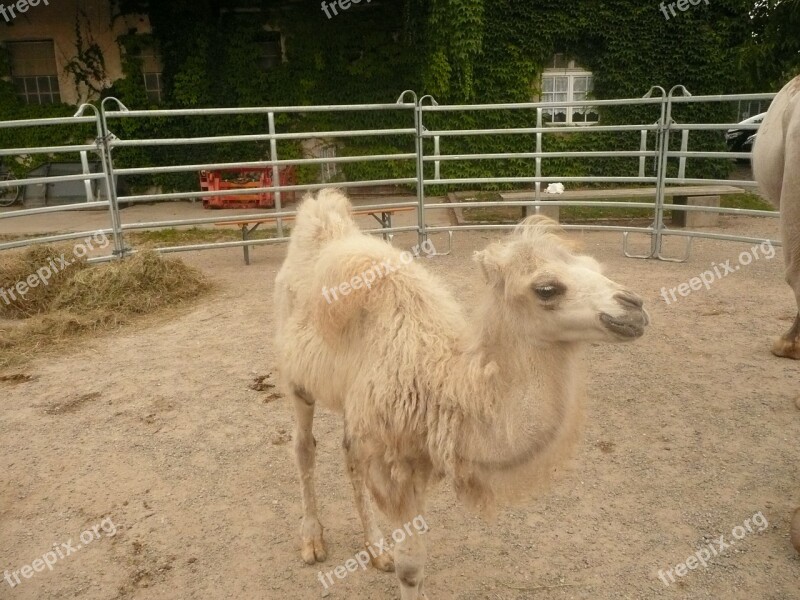 Camel Foals Sanfrancisco Freiburg Domestic Animals Free Photos